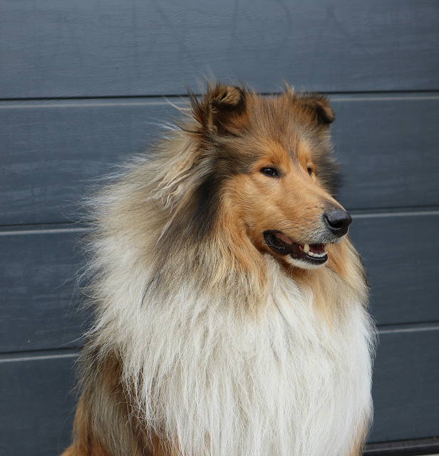 collie